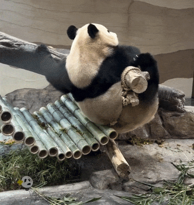 ABPqqZ.gif