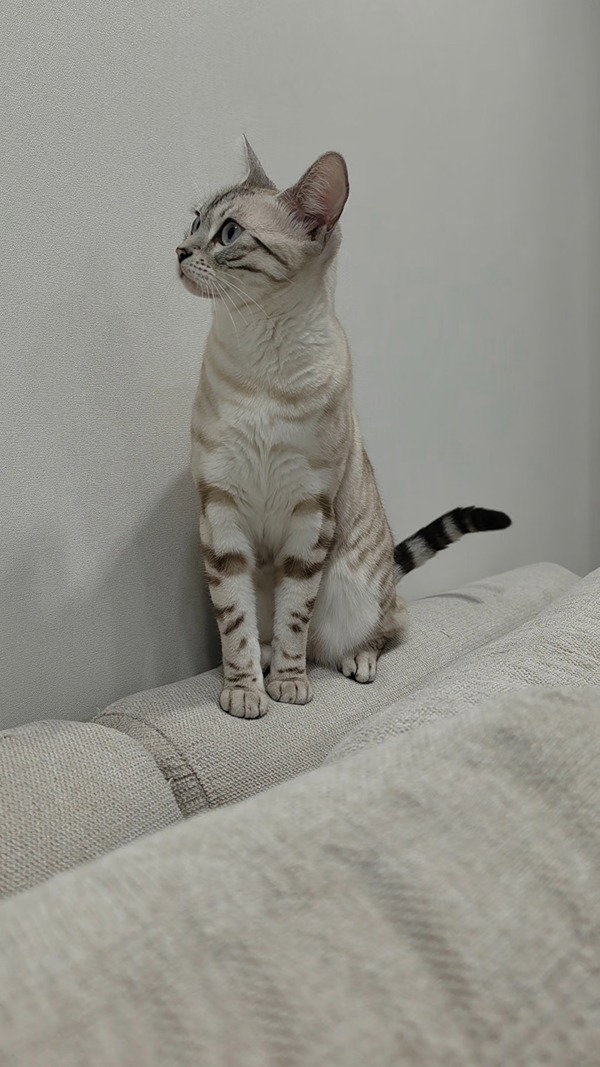 ABuPUO
