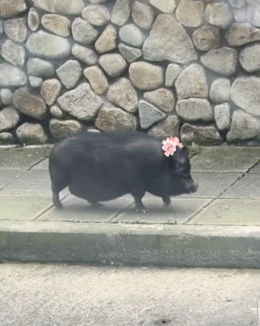 AFYaQt.gif