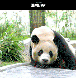 AMorRP