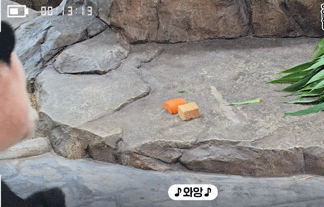 ANFoLp.gif