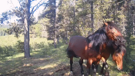 APIUFZ.gif