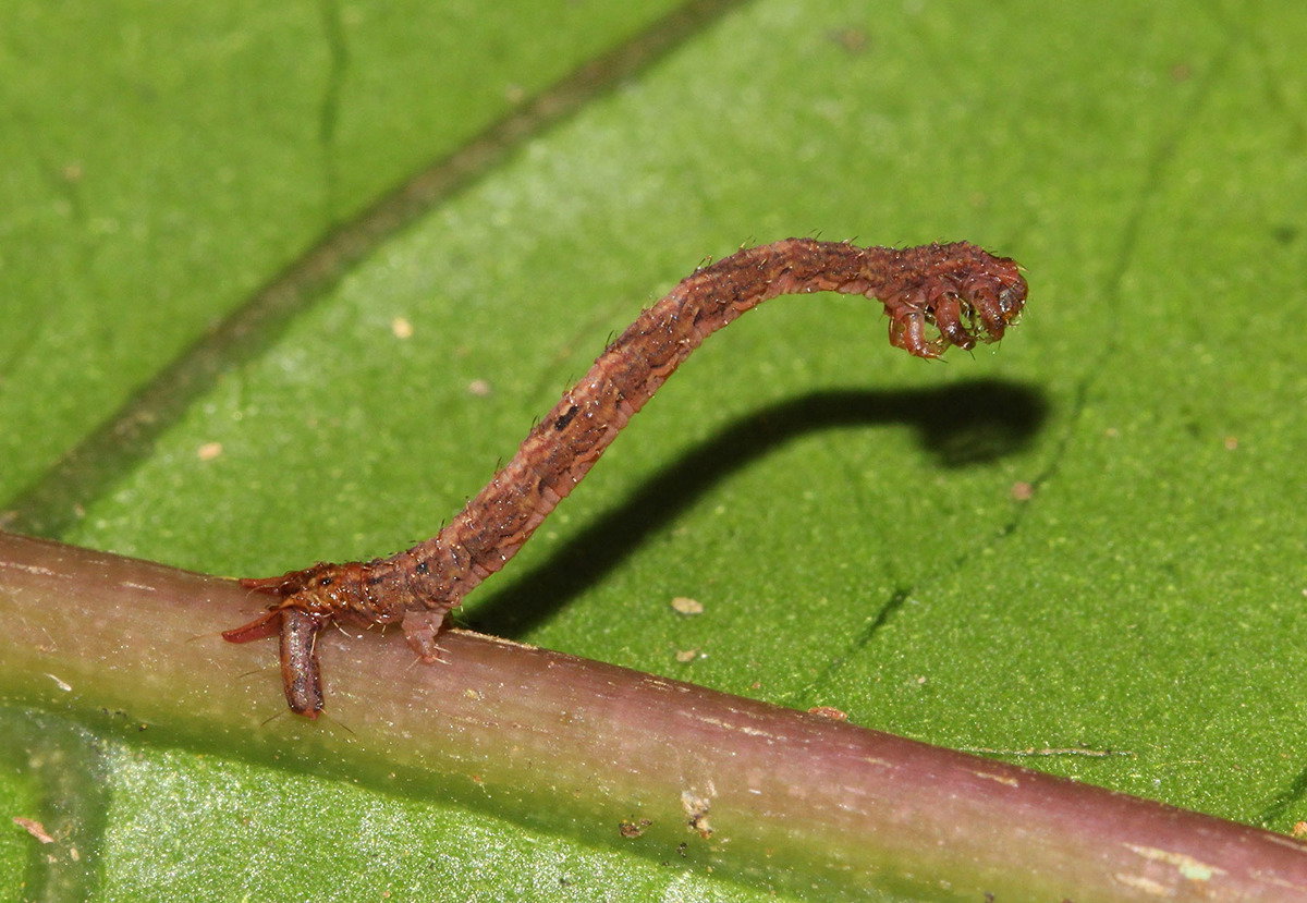 ARDbaQ