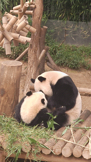 ATgvPX.gif