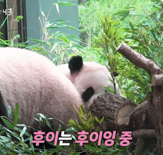 AYsIVH.gif