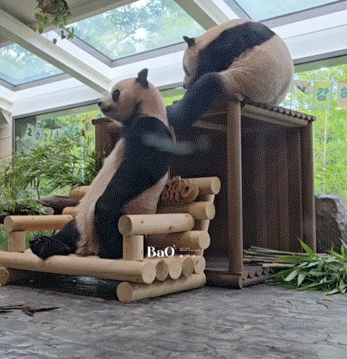 Akpoat.gif
