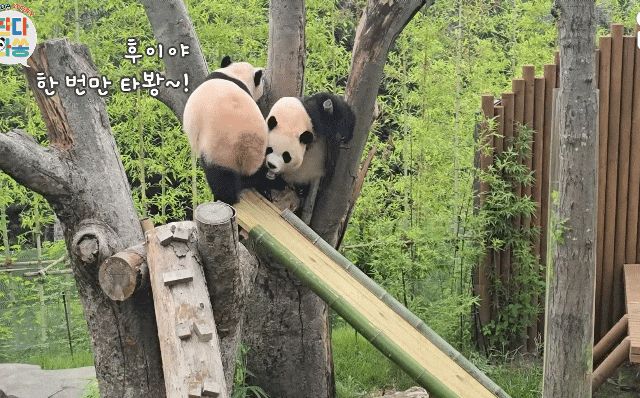 BABPXM.gif