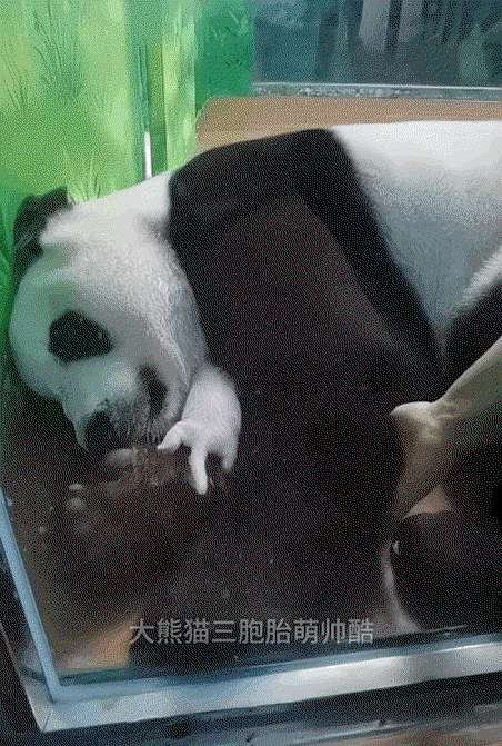 BDlpev.gif