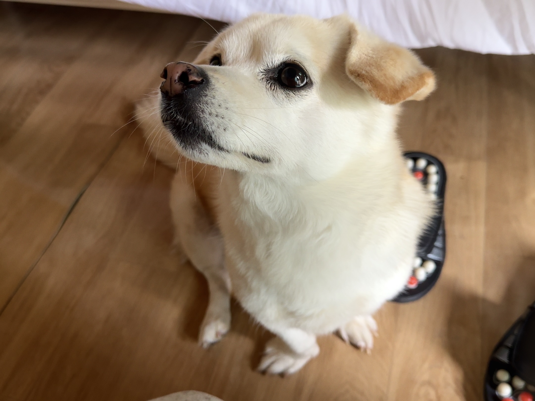 BDoMuZ