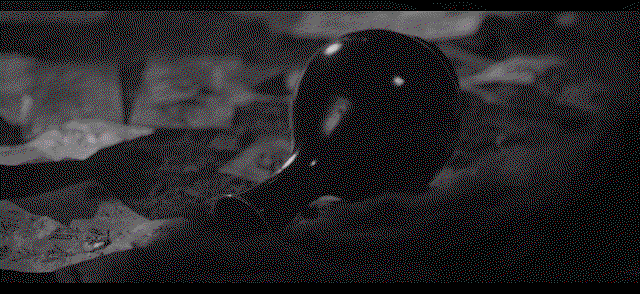 BFIUot.gif