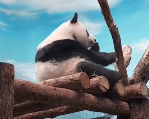 BIDPZC.gif