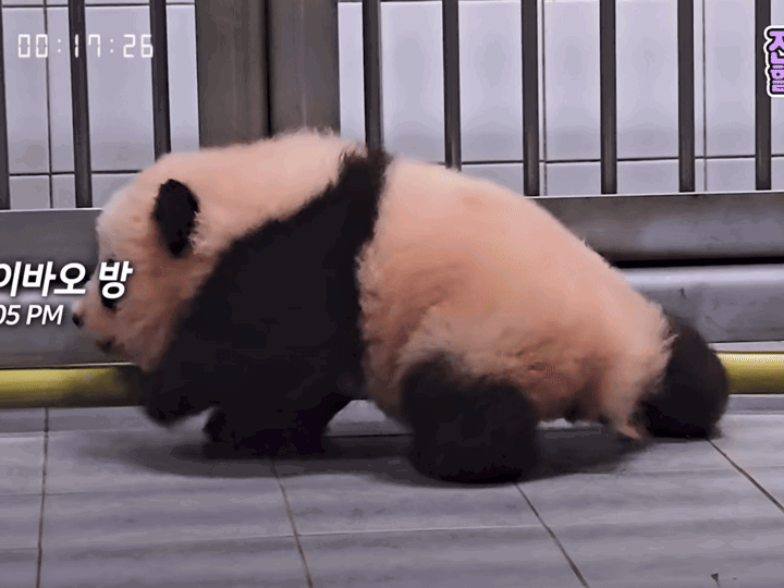 BJITUd.gif