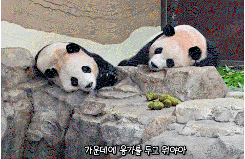 BJnPol.gif