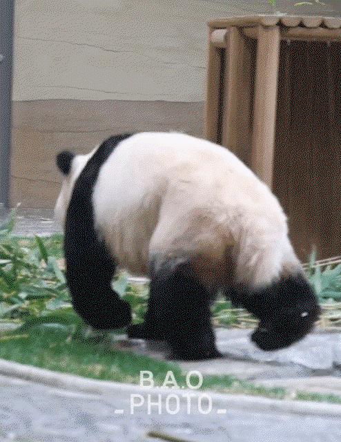 BJqoZh.gif
