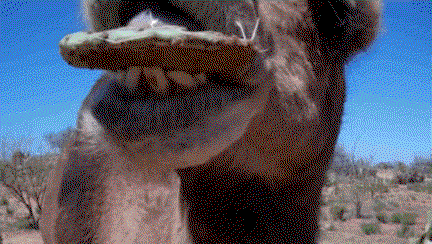 BPfPrc.gif