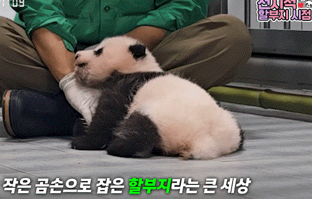 BRXiQI.gif