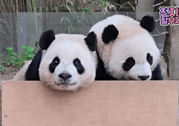 BRizMu.gif