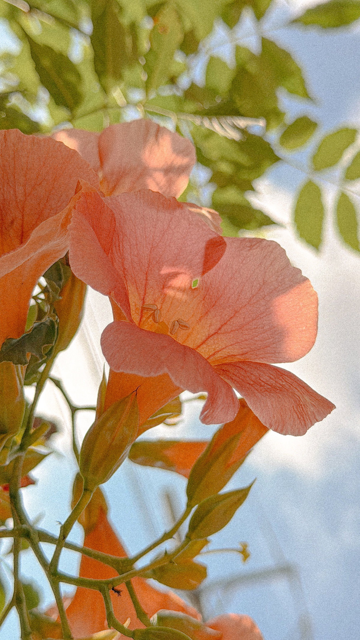BSWnnH