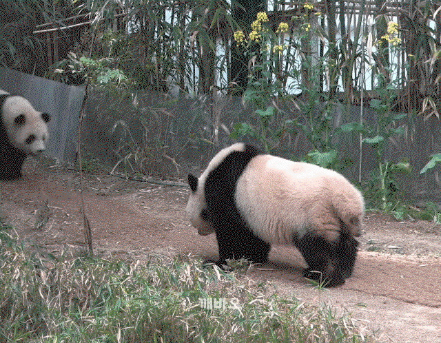 BWsuQj.gif