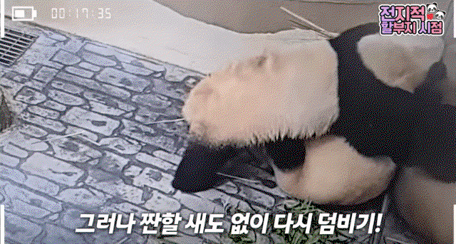 BacSMt.gif