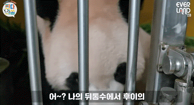BeaIDi.gif
