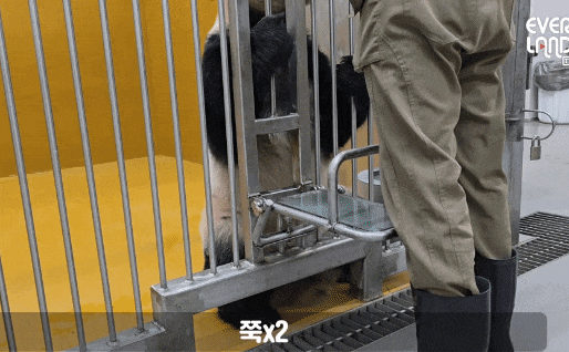 BiCBca.gif
