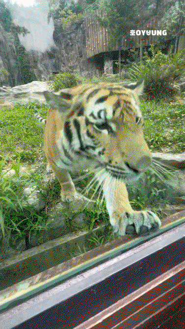 BnYTkI.gif