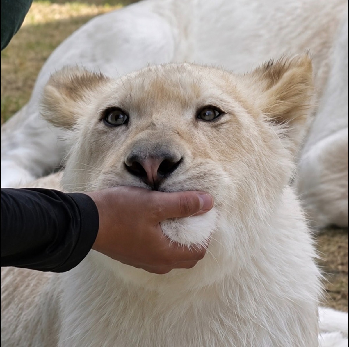 CAOGqU