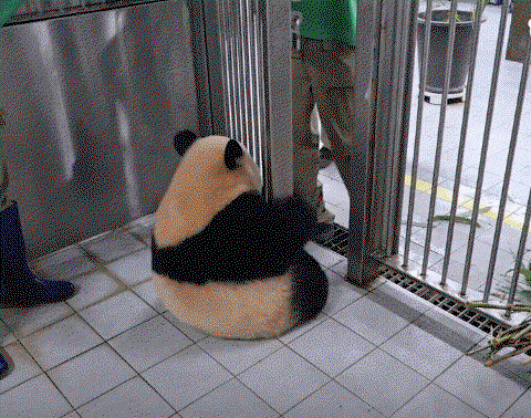 CCsZcO.gif