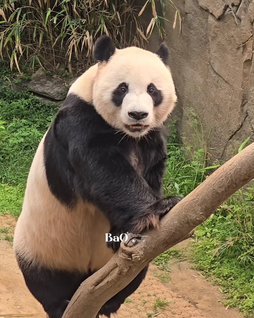 CDKBUa