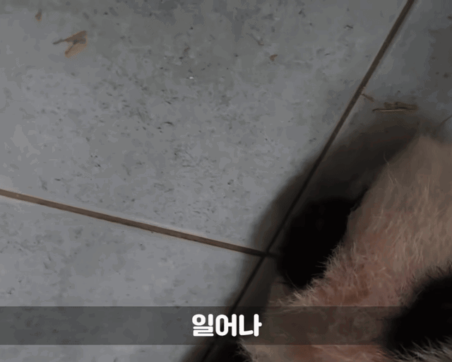 CUXiwC.gif