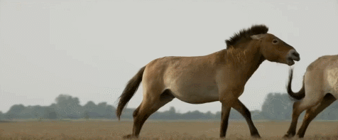 CuGlFc.gif