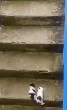 CwKwrt.gif