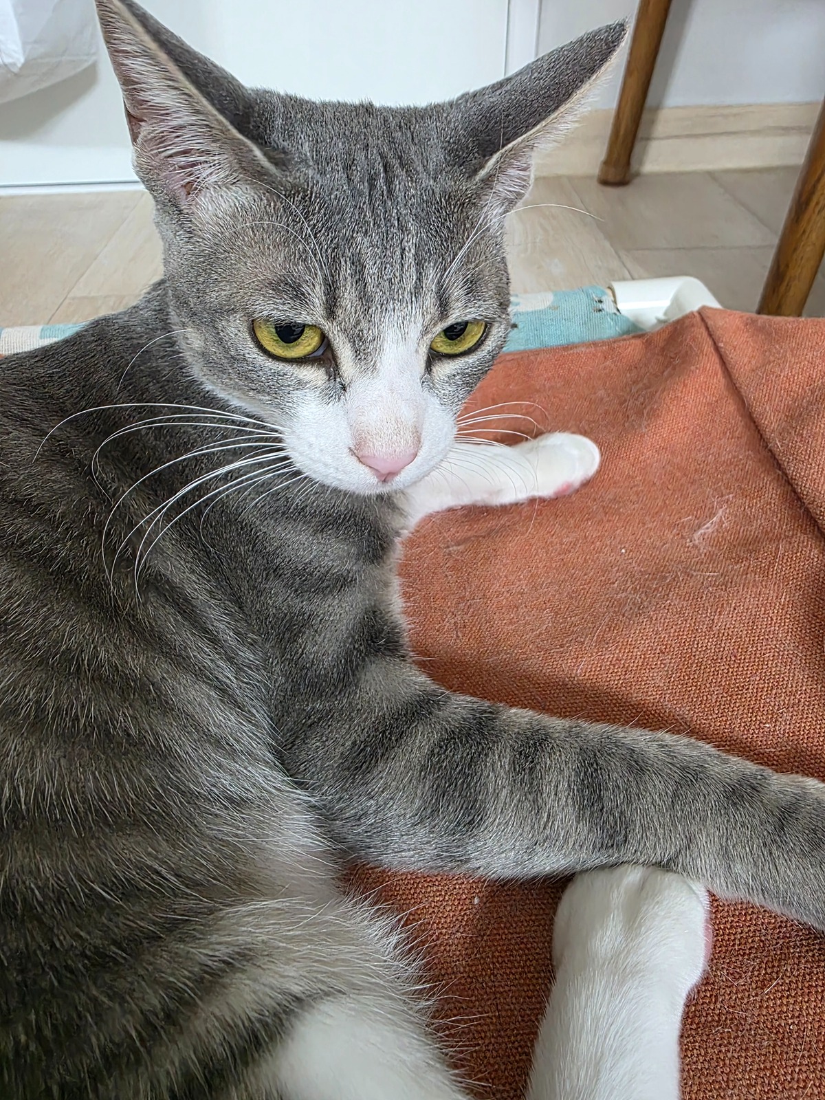 Czdoum