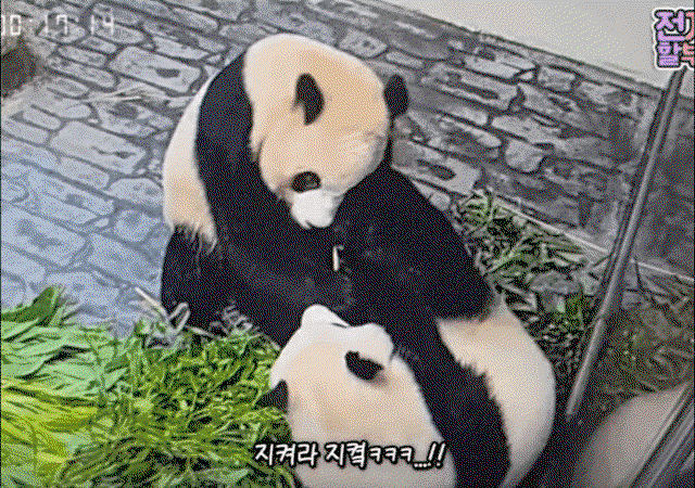 DAFzzP.gif