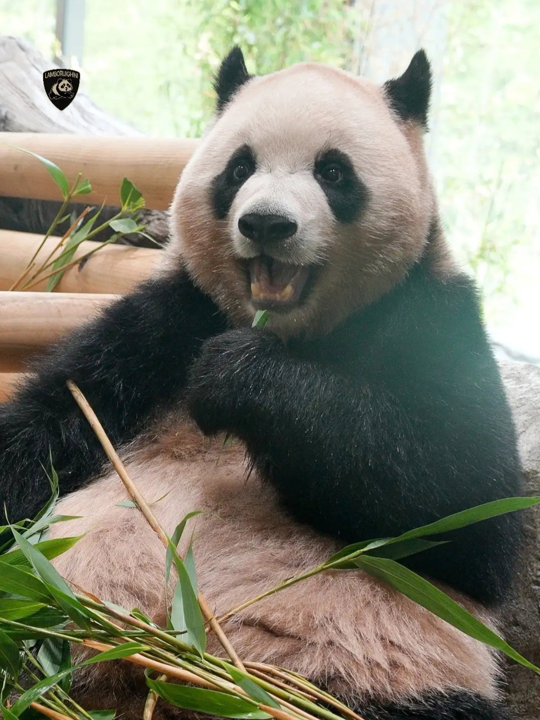 DBArNn