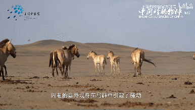 DCyBSN.gif