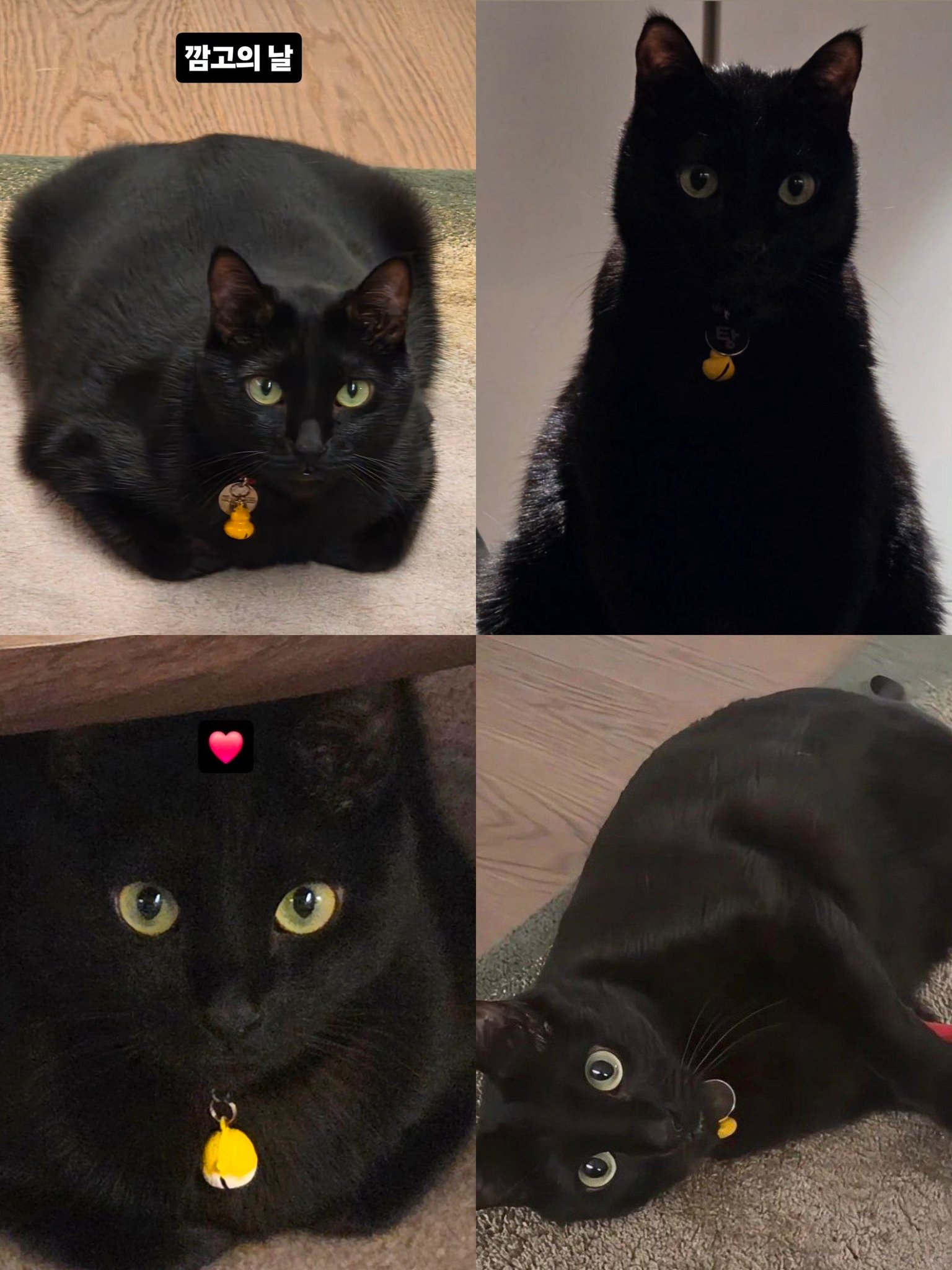 DDGwiC