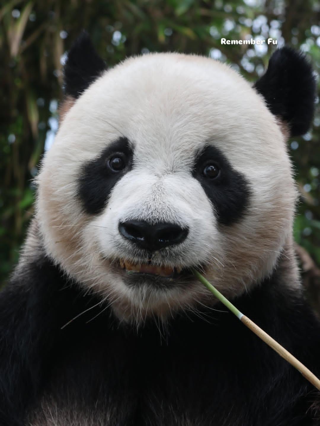 DFDDjC