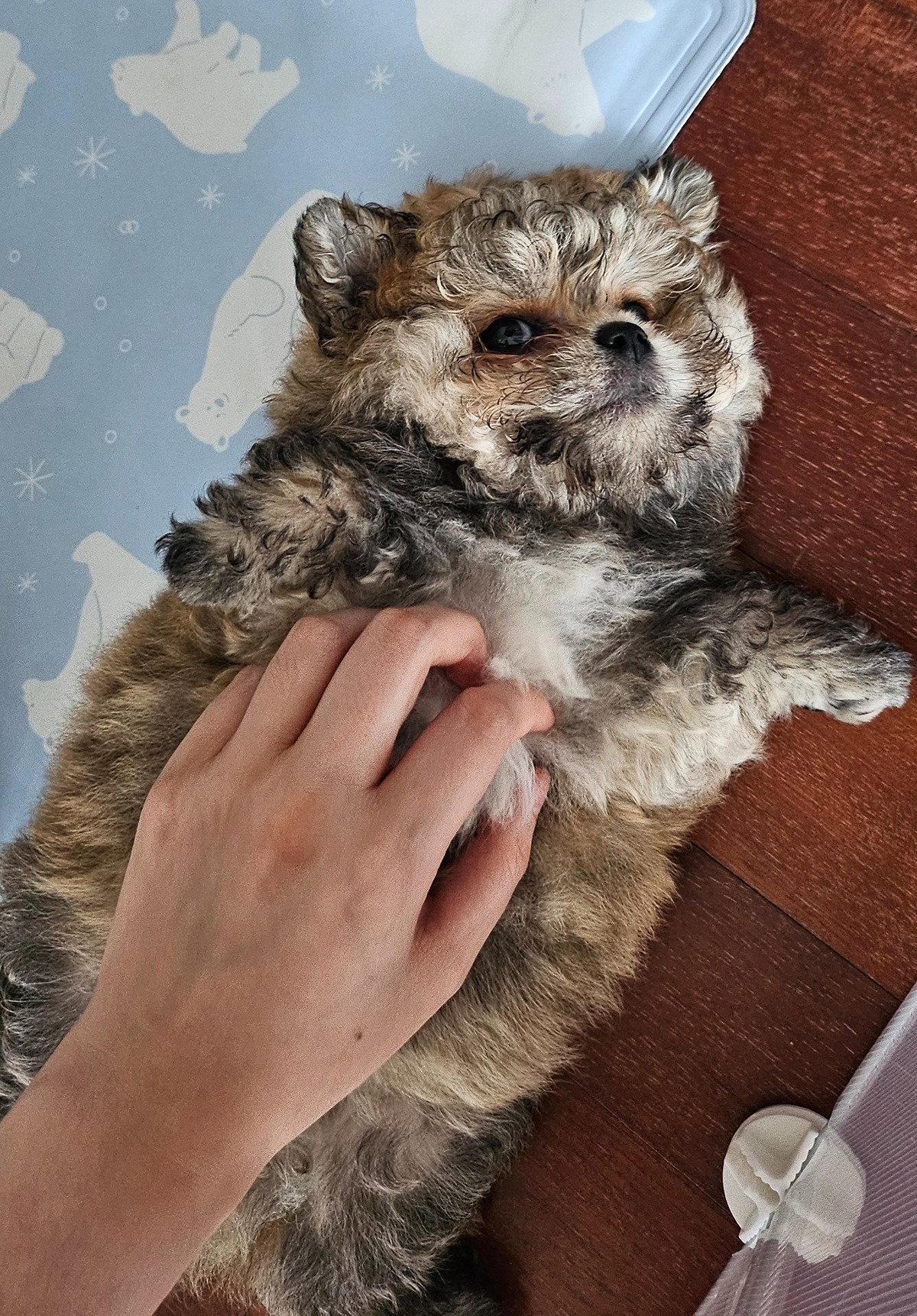 DGhzIv