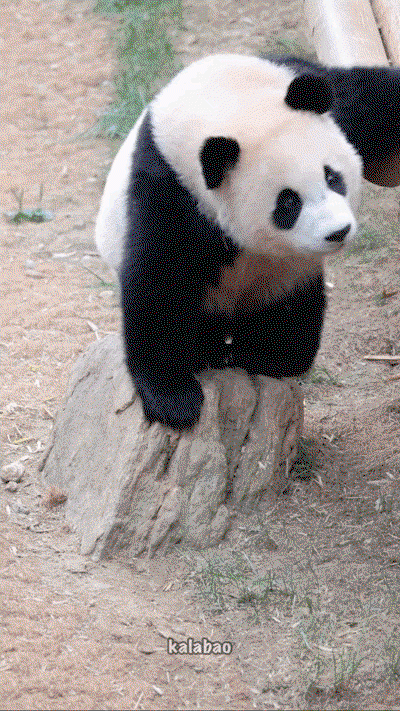 DJIgoi.gif