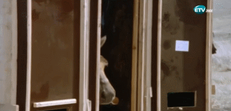 DLnptp.gif