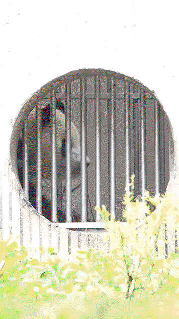 DPRIFZ.gif