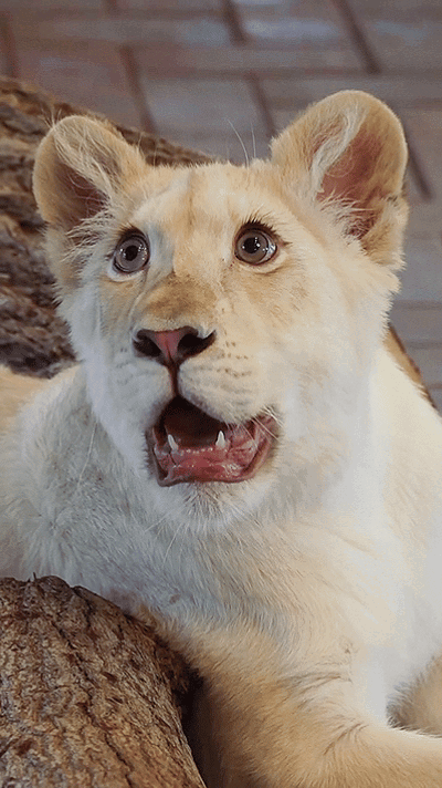 DQlvdg.gif