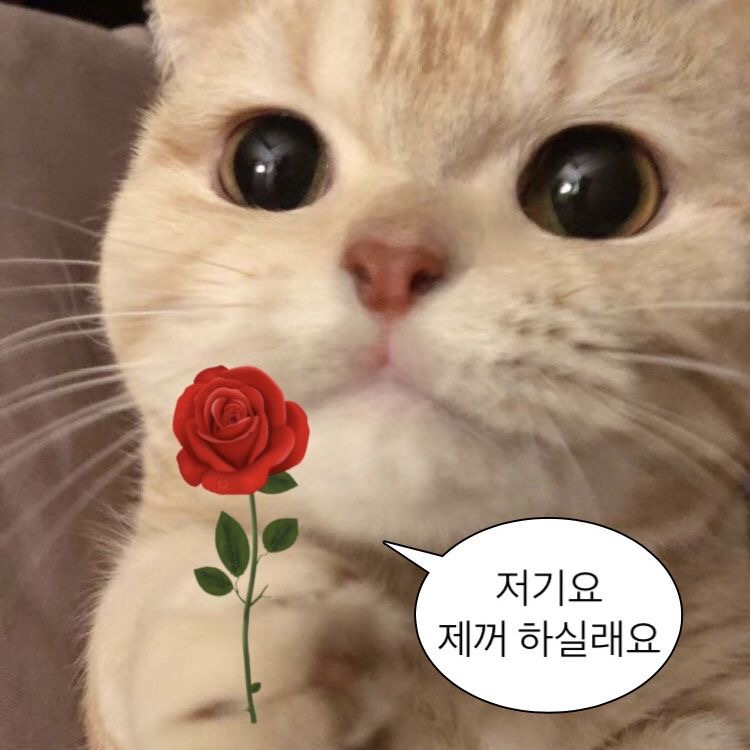 99.9% 진짜 너무 귀여움..