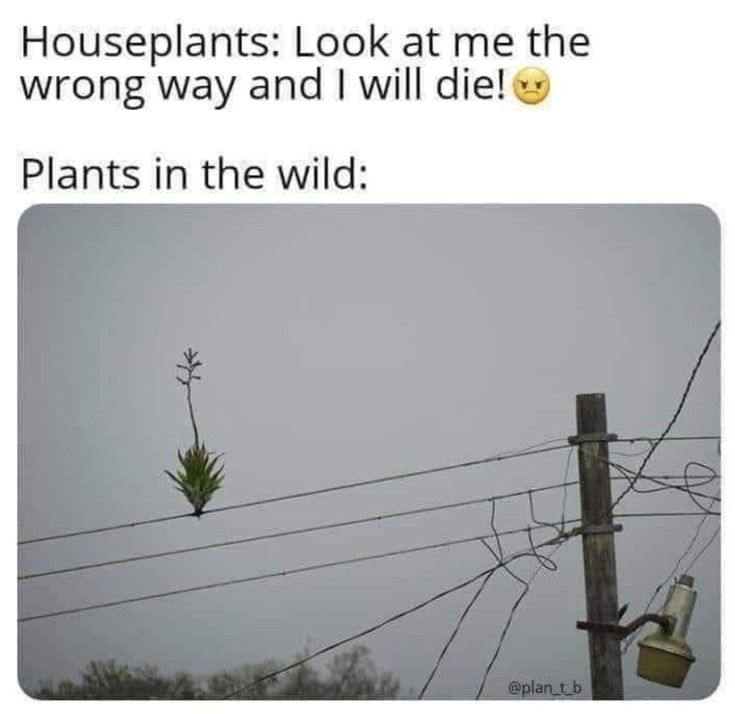 DSohEn