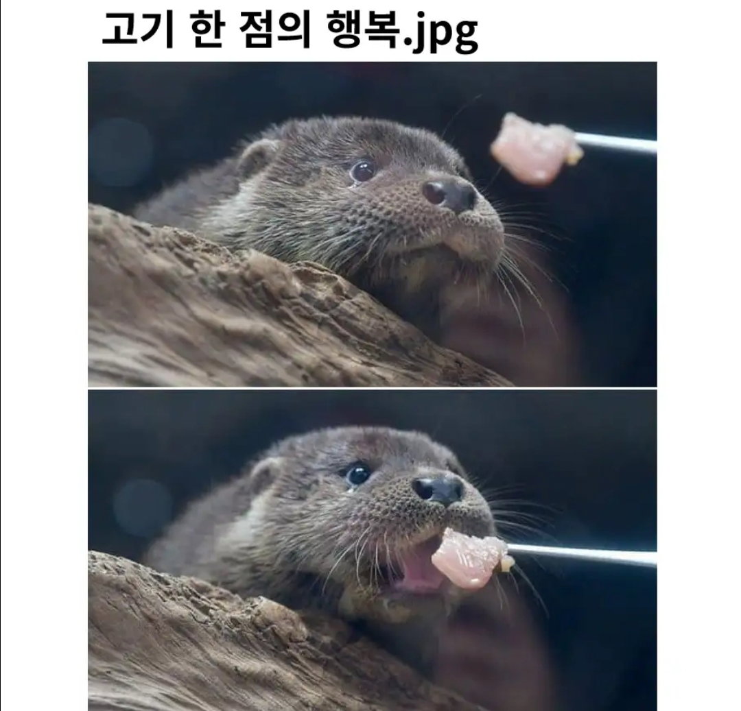 DSpxrj