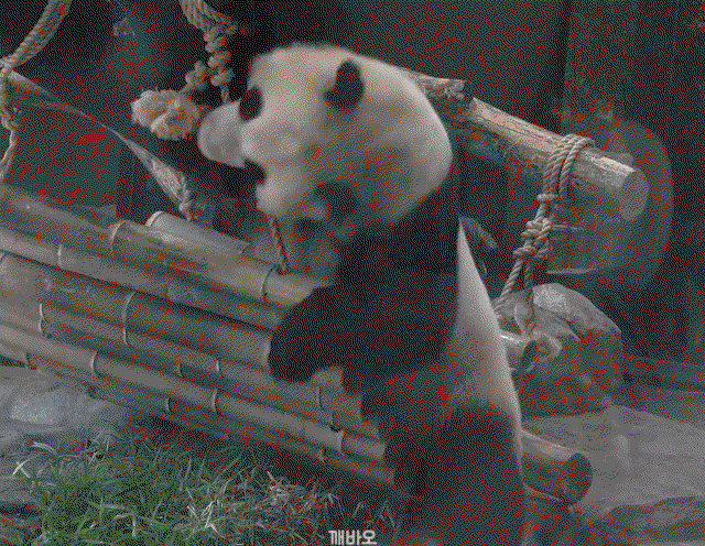 DaOoGM.gif