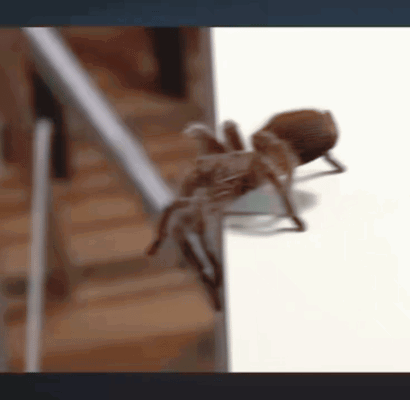 DhyLeD.gif