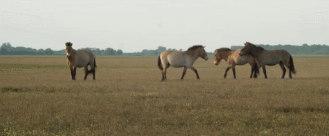 DinVFd.gif